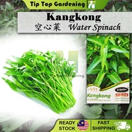 V11 WATER SPINACH JC GARDEN VEGETABLE SEED BIJI BENIH KANGKONG
