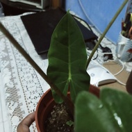 Alocasia New Guinea Gold @916