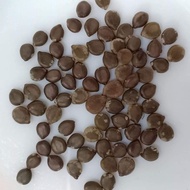 Biji benih pokok Senna /Sanna ( 30 seeds )