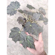 Begonia sp #15088