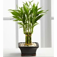 Chinese bamboo,/ water bamboo, lucky bamboo,/, Sri Rejeki, stem connection /pcs