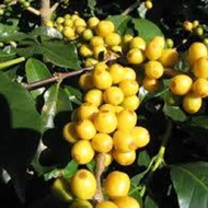 Kopi yellow cantura ijen raung bondowoso