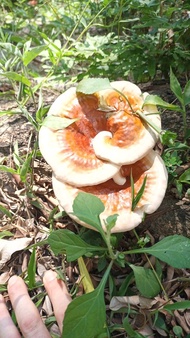 野生靈芝 補身佳品