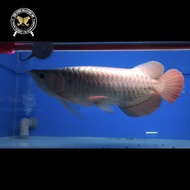 Ikan arwana super red 47cm good anatomy