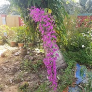 MM- Purple Bougainvillea Sapling / Anak pokok Bunga Kertas Ungu / bunga menjalar