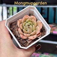 [7cm pot] Echeveria sweet orange stone lotus pot