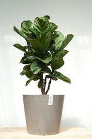 琴葉榕│有植 Yuzhi