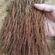 Daun pinus kering