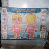 My Body Parts Poster Getting to Know Body Parts