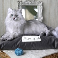 Cat realistic plush toy. Ooak doll. Art doll animalal