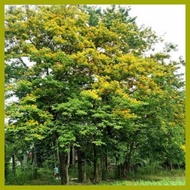 ✺ ⊕ ➮ Narra Tree Seeds Per Pack