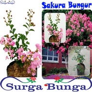 Tanaman sakura bungur lokal pink - sakura pink