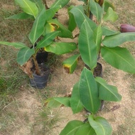 Benih sulur pokok pisang Nangka