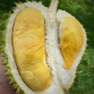Anak Pokok Durian MDUR 88 D190