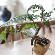 純手捏大理石紋花蓮原礦土陶瓷花盆(有洞)