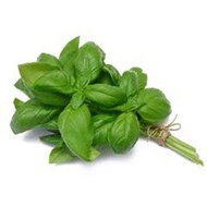 Thai Sweet Basil Leaf 金不换