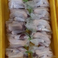 Promo Ayam Kampung Jantan (Bulu Putih) Original Storetwentyone0