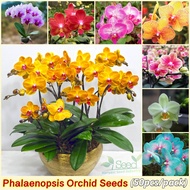 Malaysia Ready Stock MixedColor Phalaenopsis Seeds for Planting (50pcs/bag Suitable for Growing In Malaysia) Flower Seeds for Gardening Orchid Flower Plant Seed Real Orchids Potted Plants Bonsai Tree Live Plant Indoor Plants Outdoor Air Plant Benih Bunga