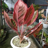 Aglonema Khaza +Rinjani Induk New Stok