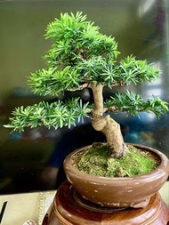 小葉雀舌 羅漢松（葉子細小，型態自然飄逸，樹高含盆46厘米，粗6厘米）