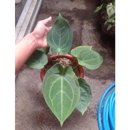 anthurium forgetii/kuping gajah buta