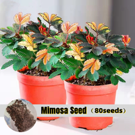 100% Original Rare Mimosa Flower Seeds for Sale (80 Seeds/pack) Mimosa Pudica Flowering Plants Seeds Dwarf Gardening Seeds Bonsai Seeds for Planting Flowers Indoor Real Plants Potted Air Purifying Plants Bonsai Tree Live Plants Buto Ng Bulaklak