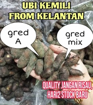 READY STOCK UBI KEMILI 1500G FROM KELANTAN FRESH