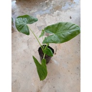 Pokok Keladi Telinga Gajah ada dalam polybag /Pasu..