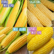 HYBRID SUPER SWEET CORN 30-40pcs SEEDS