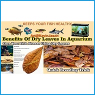 ◶ Talisay Leaves Mantalisay Leaves Indian Almond Leaves Dahon ng Talisay Dahon ng Mantalisay