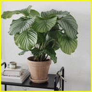 ❡ ☼ ✼ 20 seeds/pack Bonsai Flower Plant Seeds Calathea ornata Flower Seeds