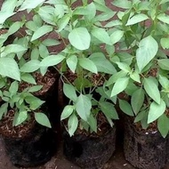 100% original basil plant seeds ready to plant