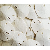 Tumbler Home White Sand Dollars 2.5"-3" Inch - 20pcs - Real Sand Dollars