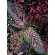 ❦Available Live Plants For Sale (Calathea Pink Stripe)