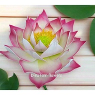 Giant decorative lotus flower (Flower head)