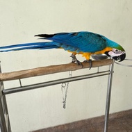 Burung Jinak Blue n Gold Macau Macaw