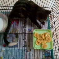 Anak Musang Pandan Ekor Putih Istimewa