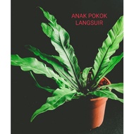ANAK POKOK LANGSUIR HIDUP