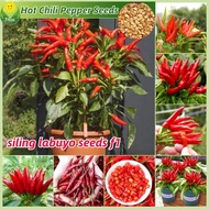 Kadar kecambah 90% 100% Legit Fresh Organic Hot Chili Pepper benih CABE RAWIT MERAH(50pcs/pack) F1 S