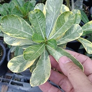 House Plants - Variegated Adenium From Thailand