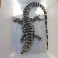 blue tegu jantan jumbo