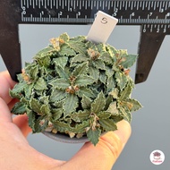 ยูโฟเบีย ทูเรีย ไม้เมล็ด Euphorbia Tulearensis แคคตัส กระบองเพชร cactus&succulent