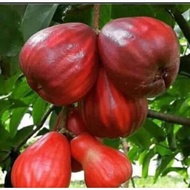 benih pokok jambu kayu hybrid