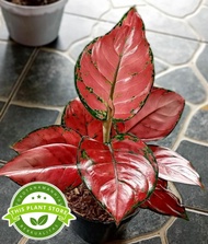 AGLONEMA RED ANJAMANI MENOR DAUN RIMBUN