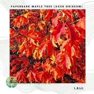Benih Bibit Biji - Chinese Paperbark Maple Acer griseum Tree Pohon Eksotis Seeds - IMPORT