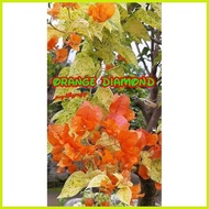 ✲ ﹊ SALE!! BOUGAINVILLEA CUTTINGS