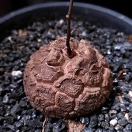 小精品) 南非龜甲龍   靚紋 3.7cm   連 花盆 塊根 植物 盆栽 Plant  caudex 非象牙宮【實拍。只此一盆】 👑 9年老店
