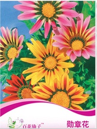 GNC - Fairy Flowers Flower Seeds Gazania Rigens Biji Benih 百花仙子勋章花种子 F067