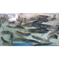 Unik ikan arwana silver red brazil Murah