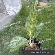 ♞(36) BRILLIANT Aglaonema Uprooted Live Plants (Luzon only)